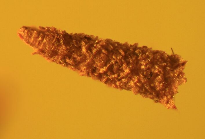 Detailed Fossil Caddisfly Larva (Trichopterae) In Baltic Amber #93835